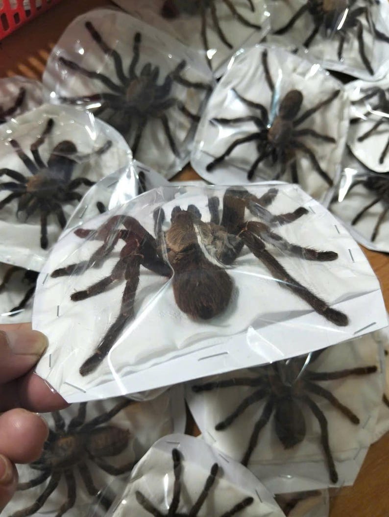 Tarantula Citharognathus tongmianensis and Haplopelma longipes - Spread-Leg Dried Specimen, Taxidermy Display, Entomology Collection image 9