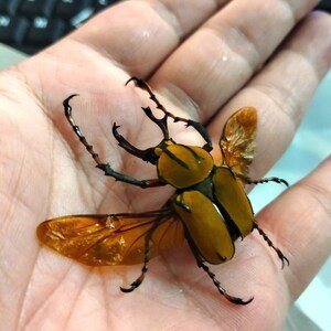 May include: A close-up of a large, tan beetle with black legs and antennae, and translucent orange wings. The beetle is resting on a person's open palm, showcasing its size and intricate details. The beetle's body is segmented.