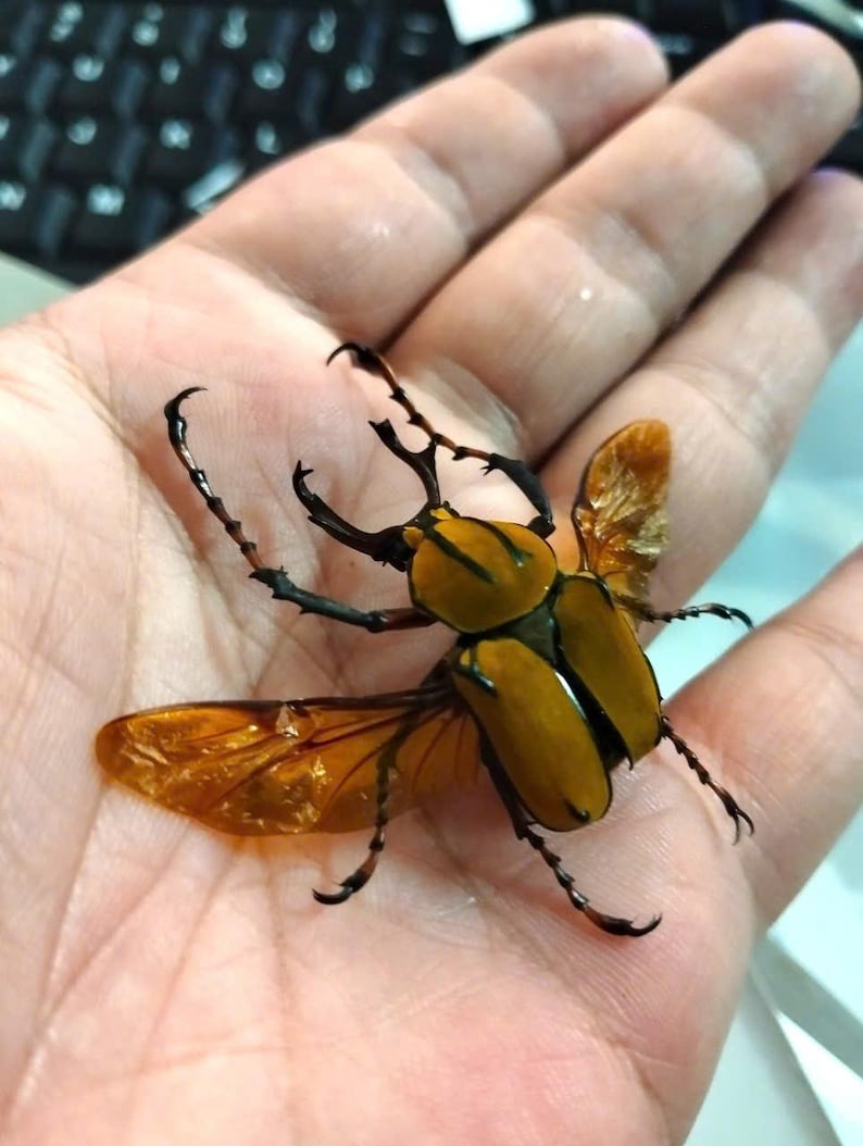 May include: A close-up of a large, tan beetle with black legs and antennae, and translucent orange wings. The beetle is resting on a person's open palm, showcasing its size and intricate details. The beetle's body is segmented.