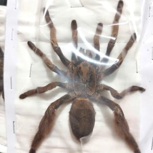 May include: A large brown tarantula with long, hairy legs is encased in a clear plastic bag. The spider's body is a darker shade of brown, and its legs are a lighter brown color. The spider is centered in the frame.