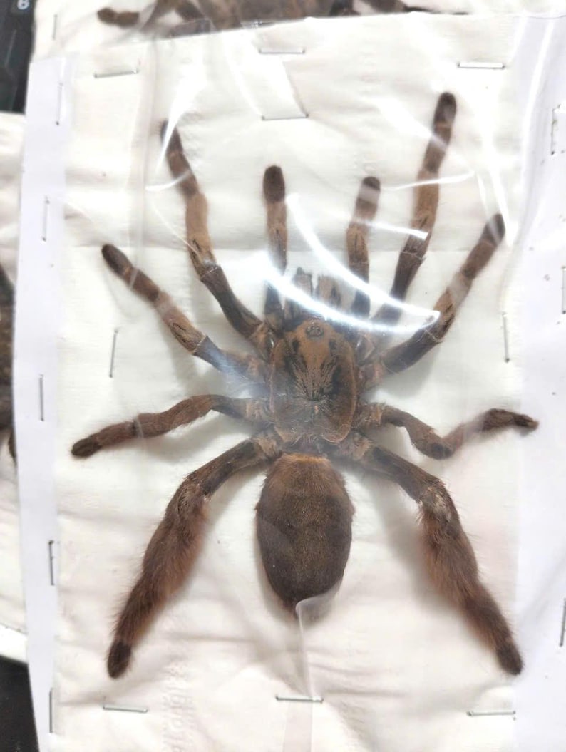 May include: A large brown tarantula with long, hairy legs is encased in a clear plastic bag. The spider's body is a darker shade of brown, and its legs are a lighter brown color. The spider is centered in the frame.