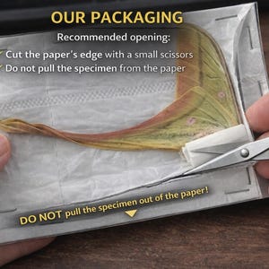 K&ouml;nnte beinhalten: Ein Mottenfl&uuml;gel-Pr&auml;parat in wei&szlig;em Papier und einer transparenten Kunststoffh&uuml;lle. Text: OUR PACKAGING, Recommended opening: Cut the paper's edge with a small scissors, Do not pull the specimen from the paper, DO NOT pull the specimen out of the paper!