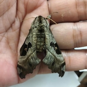 May include: A moth with textured, mottled grey and brown wings featuring prominent dark black triangular markings on each side. The insect has a thick, fuzzy body and thin, light-coloured antennae extending from the head, displaying intricate wing patterns.
