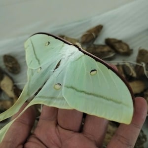 May include: A pale green Luna moth with long, slender tails on its hindwings. The wings feature small, oval-shaped eyespots with black and white markings, a white fuzzy body, and a thin, dark reddish-brown leading edge along the top of the wings.
