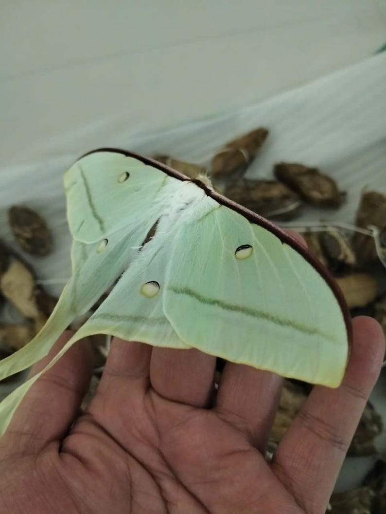 May include: A pale green Luna moth with long, slender tails on its hindwings. The wings feature small, oval-shaped eyespots with black and white markings, a white fuzzy body, and a thin, dark reddish-brown leading edge along the top of the wings.