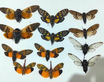 ブル巨大ナナフシ（Anchiale buruense）17 cm+ A1 インドネシア産実物