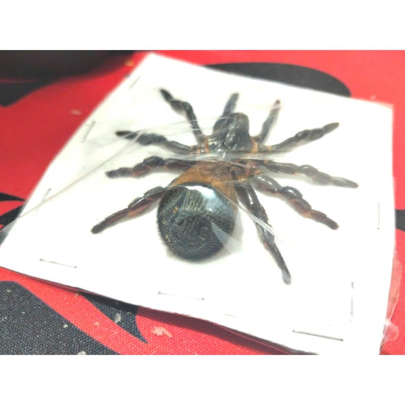May include: A preserved tarantula specimen, encased in clear plastic. The spider has a dark brown body, with a lighter brown abdomen and legs. The specimen is pinned to a white card, with a red and black patterned background.