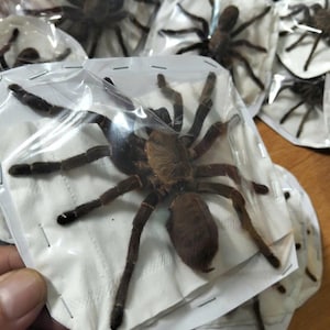 Tarantula Citharognathus tongmianensis and Haplopelma longipes - Spread-Leg Dried Specimen, Taxidermy Display, Entomology Collection image 4