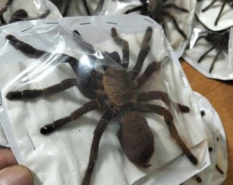 Haplopelma Longipes Tarantula | Spread Leg Dried Specimen | Real Spider for Entomology Collection & Study