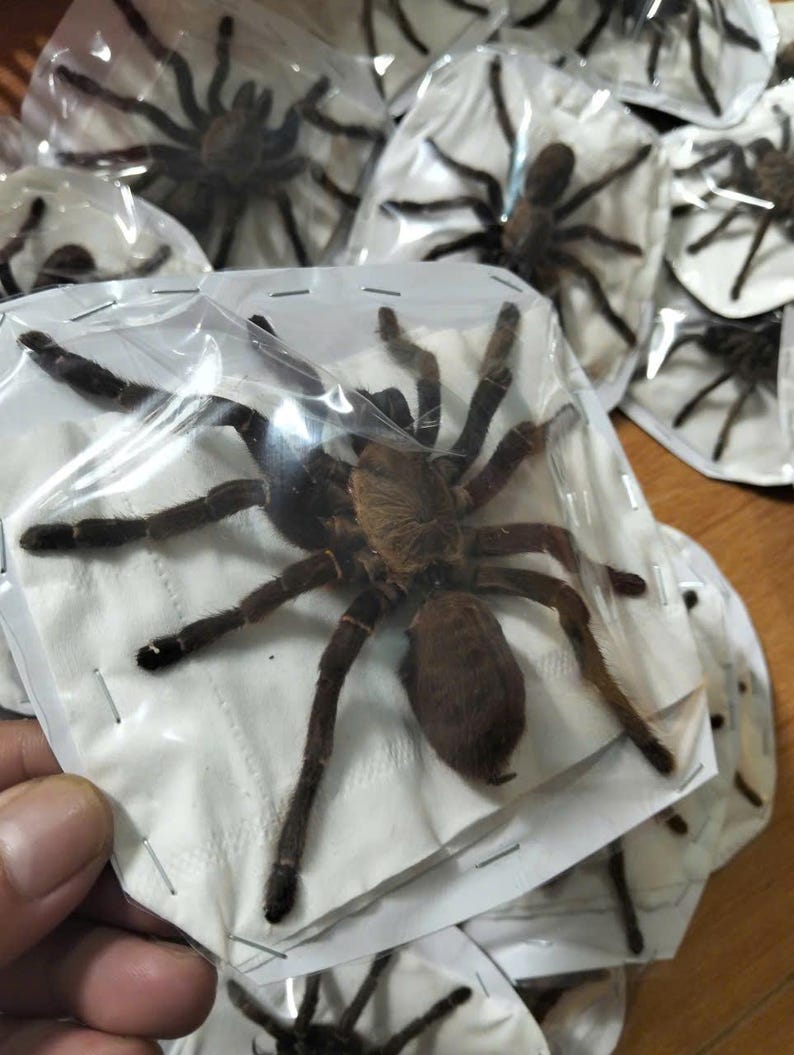 Tarantula Citharognathus tongmianensis and Haplopelma longipes - Spread-Leg Dried Specimen, Taxidermy Display, Entomology Collection image 4