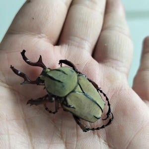 May include: A large, light green beetle with dark brown horns and legs rests in an open hand. The beetle's shell has a textured appearance, and its legs are segmented. The insect is a type of beetle.