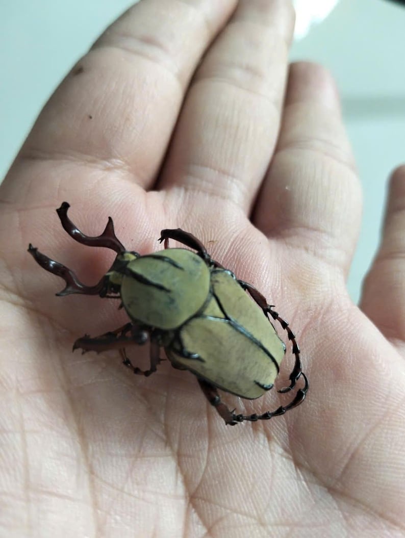 May include: A large, light green beetle with dark brown horns and legs rests in an open hand. The beetle's shell has a textured appearance, and its legs are segmented. The insect is a type of beetle.
