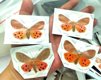 2er Pack Mangina argus Tiger Moth Spreizflügel | Echte Motten Specimen | Entomologie Insekt | Präparierte Tierskulptur