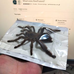 May include: A large, brown tarantula preserved in a clear plastic bag. The spider has multiple legs and is displayed against a blurred background of a computer screen. The screen displays the text "What's new, RawFramed?"