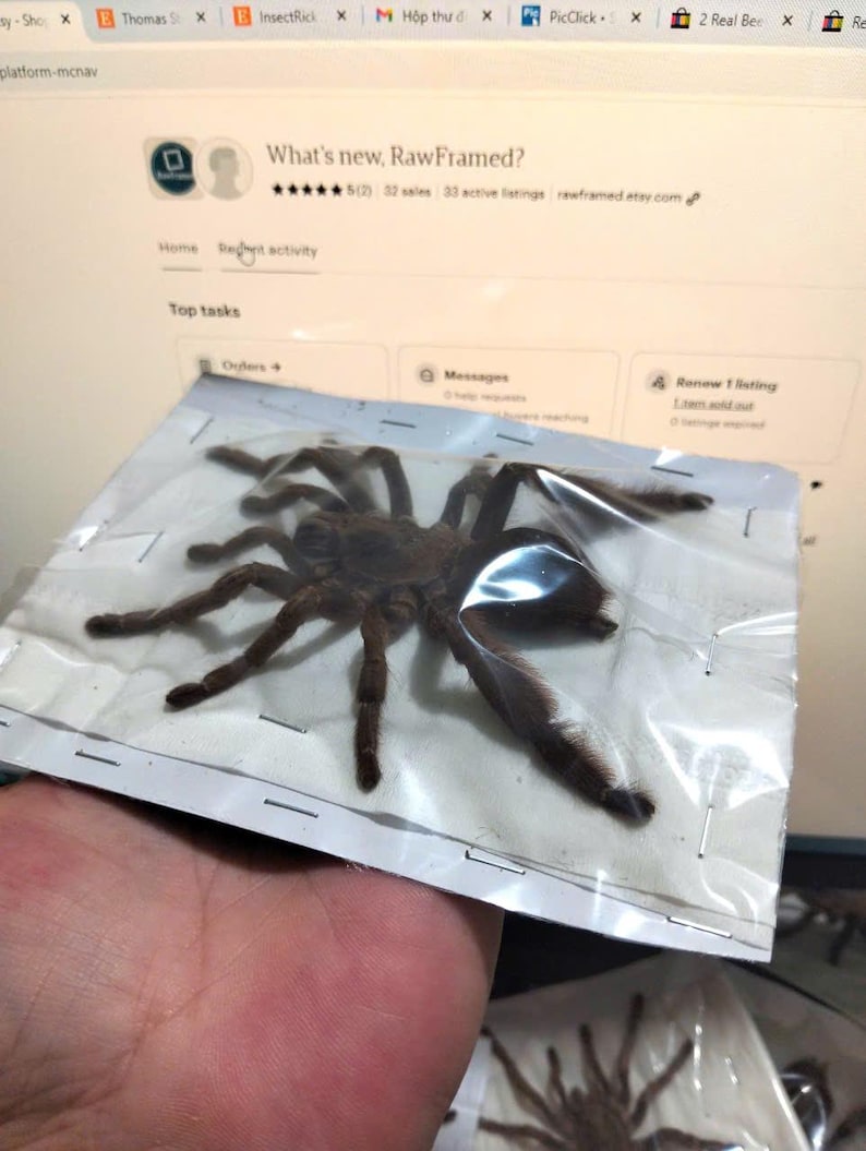 May include: A large, brown tarantula preserved in a clear plastic bag. The spider has multiple legs and is displayed against a blurred background of a computer screen. The screen displays the text "What's new, RawFramed?"