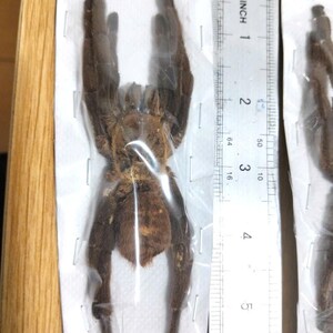 Tarantula Citharognathus tongmianensis and Haplopelma longipes - Spread-Leg Dried Specimen, Taxidermy Display, Entomology Collection image 17