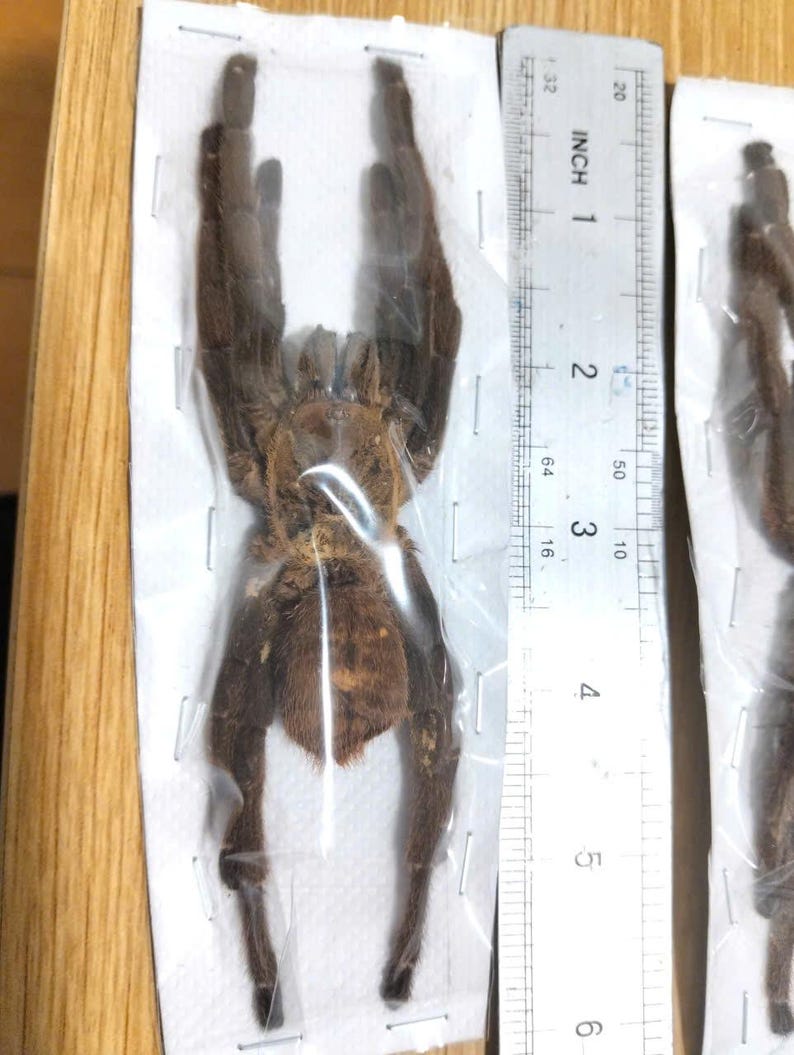 Tarantula Citharognathus tongmianensis and Haplopelma longipes - Spread-Leg Dried Specimen, Taxidermy Display, Entomology Collection image 17