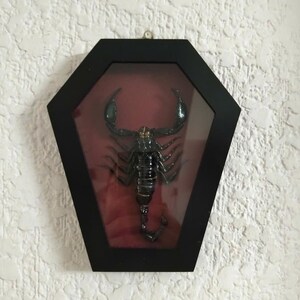 Pack of 4 Real Scorpion Specimen – Heterometrus laoticus – Dry Arachnid Taxidermy – Rare Exotic Scorpio – Insect Collector Display immagine 7