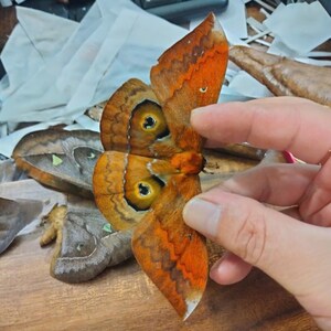 May include: A large moth with vibrant orange and brown wings featuring prominent circular eyespots with black and yellow rings. The wings have a textured, velvety appearance with wavy dark brown patterns along the edges and a white tip.