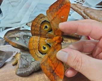 Pack of 2 Real Salassa thespis Preserved Moth | Closed Wing Saturniidae Specimen | Real Giant Silk Moth | Natural History Display