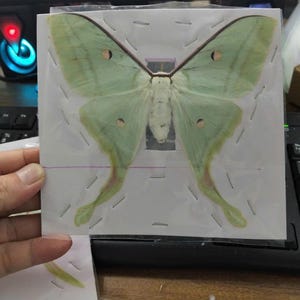 May include: A preserved pale green Luna moth specimen with long, trailing hindwings and small dark eyespots on each wing, securely mounted onto a white rectangular card with small metal staples and a thin purple horizontal line.
