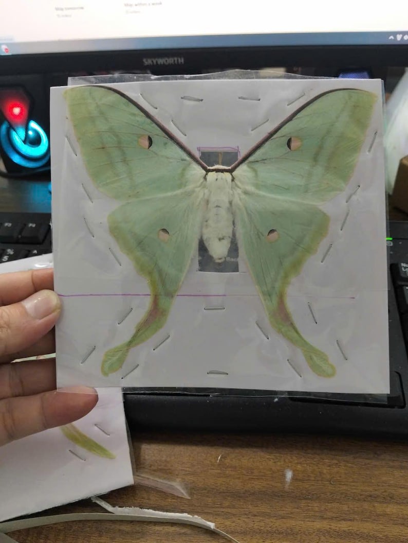 May include: A preserved pale green Luna moth specimen with long, trailing hindwings and small dark eyespots on each wing, securely mounted onto a white rectangular card with small metal staples and a thin purple horizontal line.
