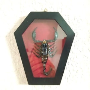 以下が含まれることがあります： 額装されたサソリのディスプレイ。黒いフレームはユニークな六角形です。サソリは濃い茶色と黒色で、大きなハサミと湾曲した尾を持っています。背景は赤みがかったピンク色です。