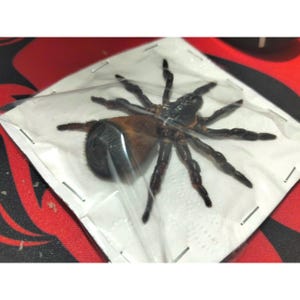 May include: A preserved tarantula, encased in clear plastic and stapled to a white square. The spider has a dark brown body and black legs. The background is a red and black patterned surface.