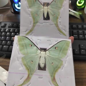 Pack of 2 Real Luna Moth Specimens - Dried Actias Selene, Entomology Insect Collection, Spread Wings, Science Study, Art Projects Display image 15