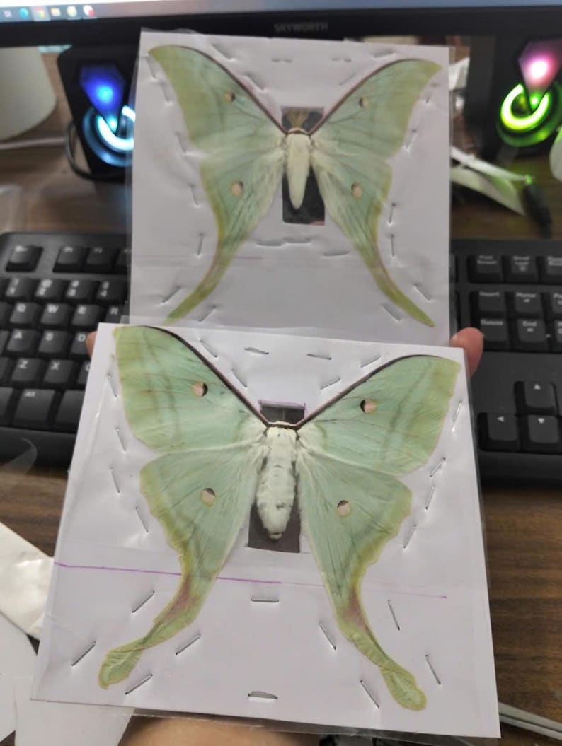 Pack of 2 Real Luna Moth Specimens - Dried Actias Selene, Entomology Insect Collection, Spread Wings, Science Study, Art Projects Display image 15