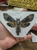 Real Deaths Head Hawk Moth Specimen Acherontia lachesis – Dried Spread-Wing Moth – Taxidermy Insect – Natural History Entomology Collection product logo