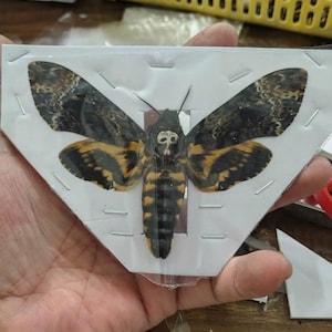 Ejemplar auténtico de esfinge de la calavera (Acherontia lachesis) – Polilla disecada de alas extendidas – Insecto disecado – Colección de entomología de historia natural