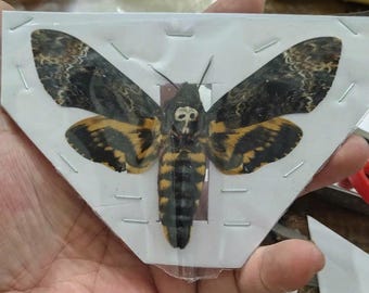 Real Deaths Head Hawk Moth Specimen Acherontia lachesis – Dried Spread-Wing Moth – Taxidermy Insect – Natural History Entomology Collection