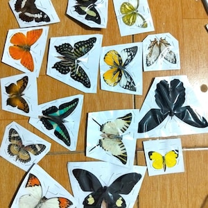 May include: A selection of butterfly specimens, each mounted on a small white paper square. The butterflies exhibit a variety of colours, including orange, yellow, black, and white, with detailed patterns on their wings. The arrangement is on a light brown surface.