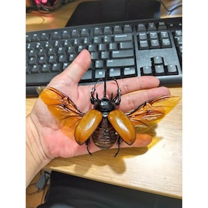Real Five-Horned Beetle  Eupatorus gracilicornis Taxidermy Insect, Giant Horned Beetle with Spread Wings Display, Entomology Collection, Art