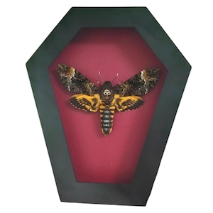 Falco testa di falena incorniciato - Acherontia lachesis vera in cornice da bara, esposizione di insetti tassidermici, collezione di entomologia, arte murale gotica