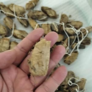 May include: A collection of light brown, dried, elongated seed pods or husks, each attached to a thin white string. The pods have a fibrous, textured surface and are arranged in a loose pile, with one pod held up to show its individual shape.