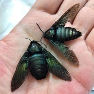 May include: Two black and teal moths with iridescent wings are displayed. The moths have a fuzzy body and are resting on a hand. The wings have a gradient of colours, from teal to brown. The moths are a unique insect specimen.