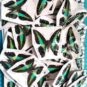 K&ouml;nnte beinhalten: Eine Sammlung einzelner Schmetterlingspr&auml;parate, die jeweils auf einer wei&szlig;en Papierunterlage befestigt sind. Die Schmetterlinge haben schwarze Fl&uuml;gel mit leuchtenden, irisierenden blaugr&uuml;nen B&auml;ndern und Flecken, verpackt in durchsichtigen Kunststoffh&uuml;llen.