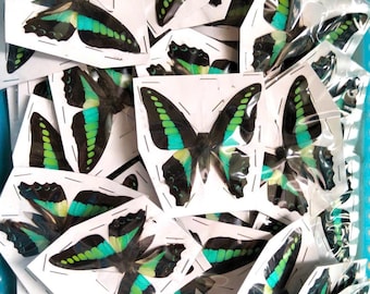 Sia ferox Indonesia (ID) - Pair of unmounted real cricket for