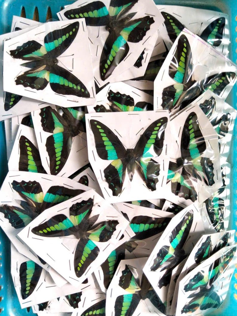 K&ouml;nnte beinhalten: Eine Sammlung einzelner Schmetterlingspr&auml;parate, die jeweils auf einer wei&szlig;en Papierunterlage befestigt sind. Die Schmetterlinge haben schwarze Fl&uuml;gel mit leuchtenden, irisierenden blaugr&uuml;nen B&auml;ndern und Flecken, verpackt in durchsichtigen Kunststoffh&uuml;llen.