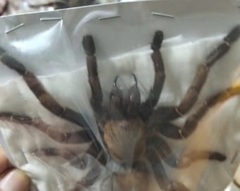 Real Tarantula Display | Haplopelma Longipes Spread Specimen | Gothic Decor, Curiosity Cabinet, Unique Gift