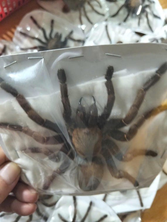 Real Tarantula Display | Haplopelma Longipes Spread Specimen | Gothic Decor, Curiosity Cabinet, Unique Gift