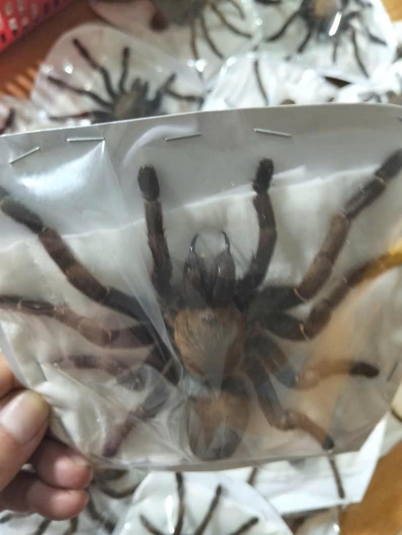 Tarantula Citharognathus tongmianensis and Haplopelma longipes - Spread-Leg Dried Specimen, Taxidermy Display, Entomology Collection image 15