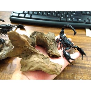 May include: A black scorpion with large pincers and a curved tail is held in a hand. Pieces of driftwood are in the foreground. A computer keyboard is in the background.