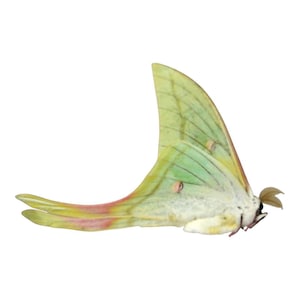 Pack of 2 Real Luna Moth Specimens - Dried Actias Selene, Entomology Insect Collection, Spread Wings, Science Study, Art Projects Display