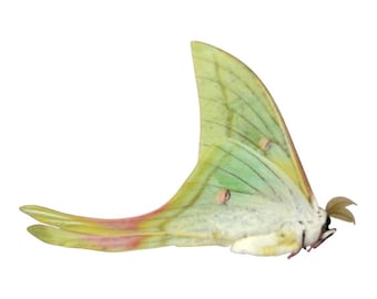 Pack of 2 Real Luna Moth Specimens - Dried Actias Selene, Entomology Insect Collection, Spread Wings, Science Study, Art Projects Display
