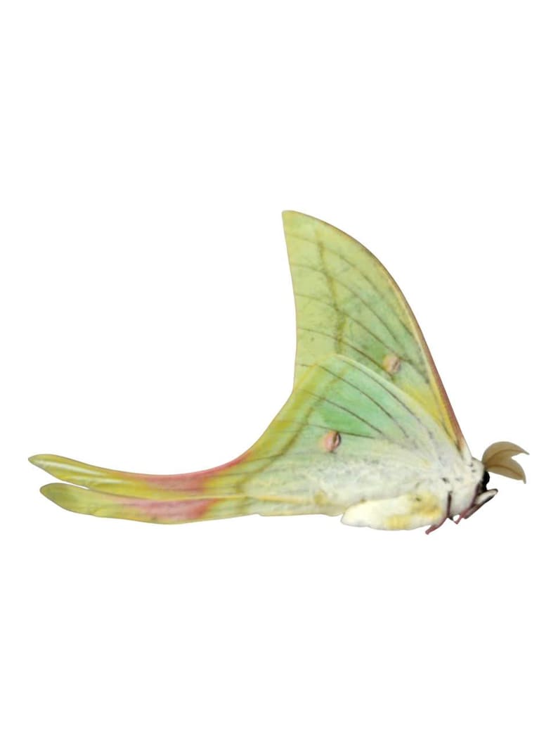 May include: A pale lime green Luna moth with long, sweeping tail-like extensions on its hindwings. The wings feature a delicate grid-like vein pattern, small circular markings, and soft pinkish-red gradients along the edges of the tails.