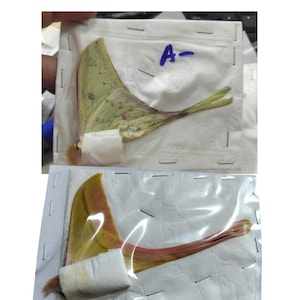 May include: Two preserved moth wings displayed on white paper sheets. The top wing is pale green with pink spots and the letter A- written in blue ink. The bottom wing is yellow and pink, both secured with white tape and metal staples.
