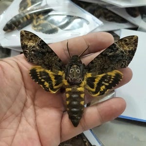 Prawdziwa ćma jastrzębia pospolita (Acherontia), kolekcja entomologiczna, wystawa owadów, badania naukowe, sztuka ścienna, wystrój przyrodniczy i edukacyjny